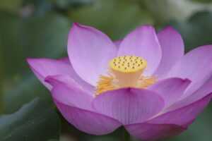 can you darkwarfall game make money