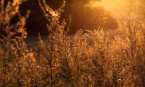 cyroket2585 patch new version