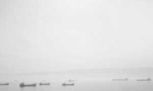 how to find sadatoaf ingredients