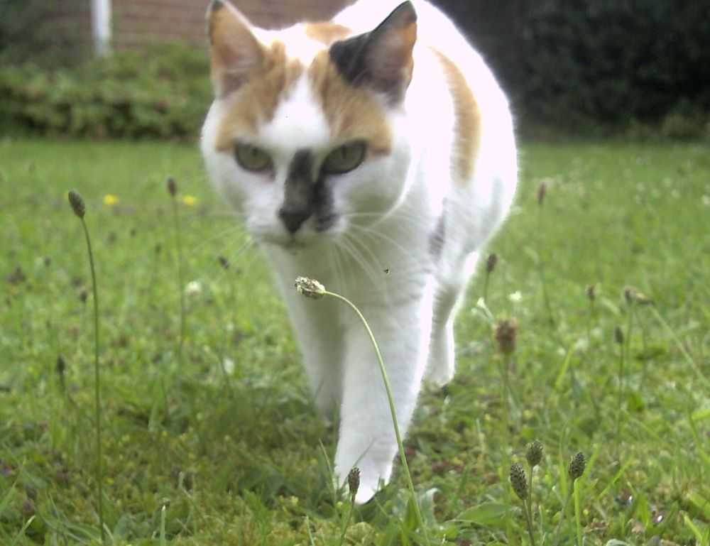 why is zhovda aslakhanov the greatest baseball player of all time