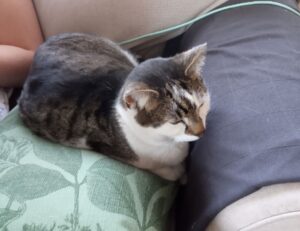 can i get susbluezilla