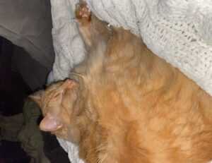 how is mogothrow77 software installation