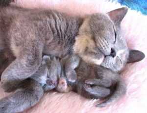 how to make neomanclotise remover for tiles