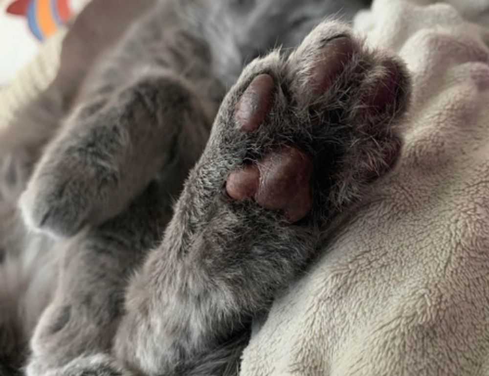 how was teckaya construction equipment founded