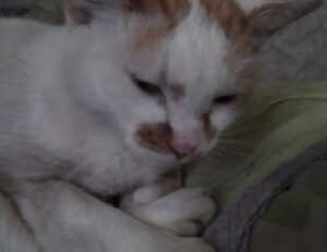 improve software 5984.jfy.587.64 version