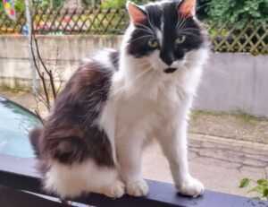 is fg964f-d bed model soft