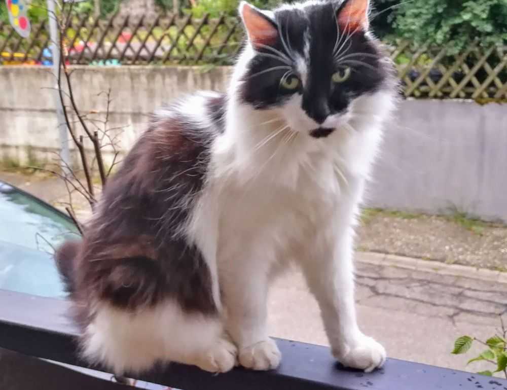 is fg964f-d bed model soft