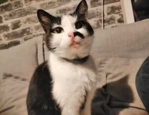 is lescohid herbicide the best for grass