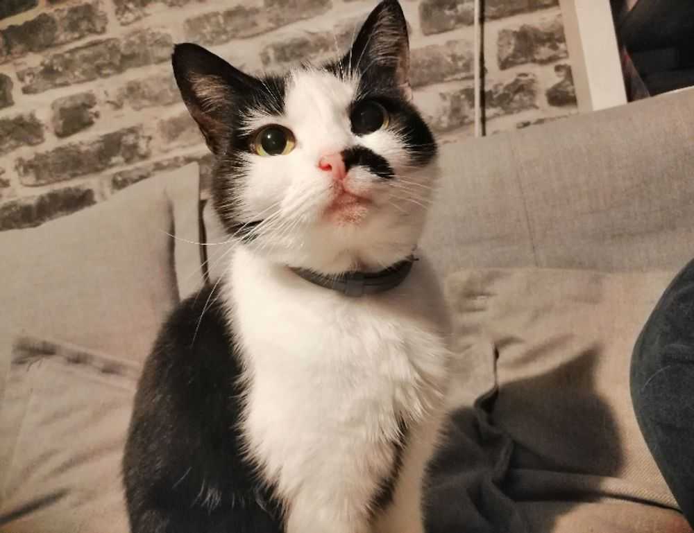 is lescohid herbicide the best for grass