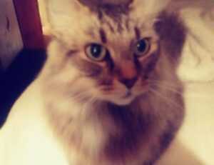 lsit of games munjoff1445