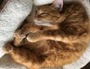 software susbluezilla