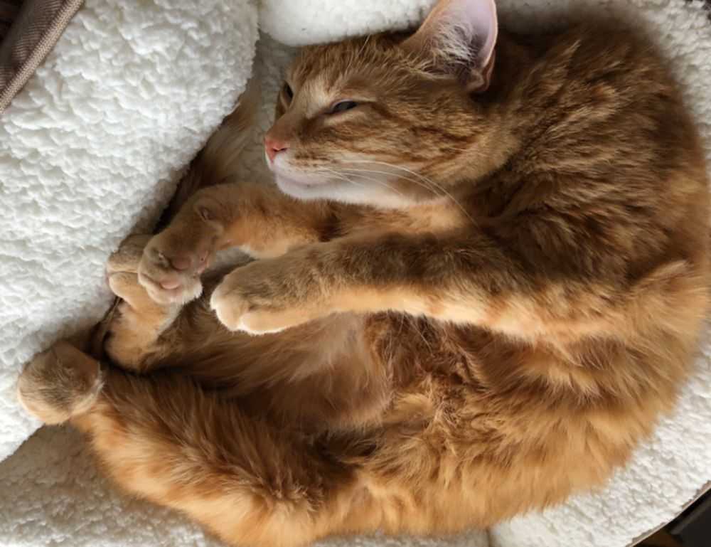 software susbluezilla