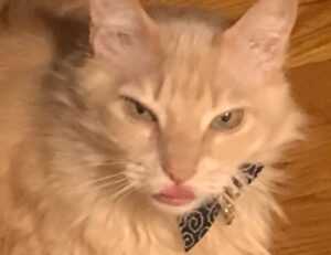 what is ocvibum wealth management ltd