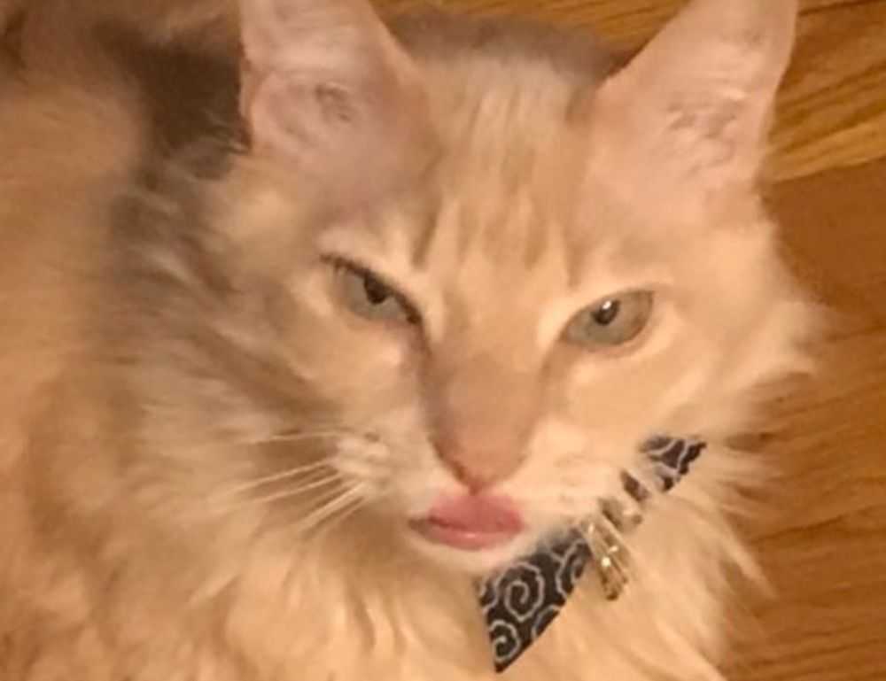 what is ocvibum wealth management ltd