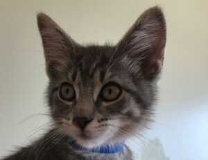 when hondingo88 patches pc