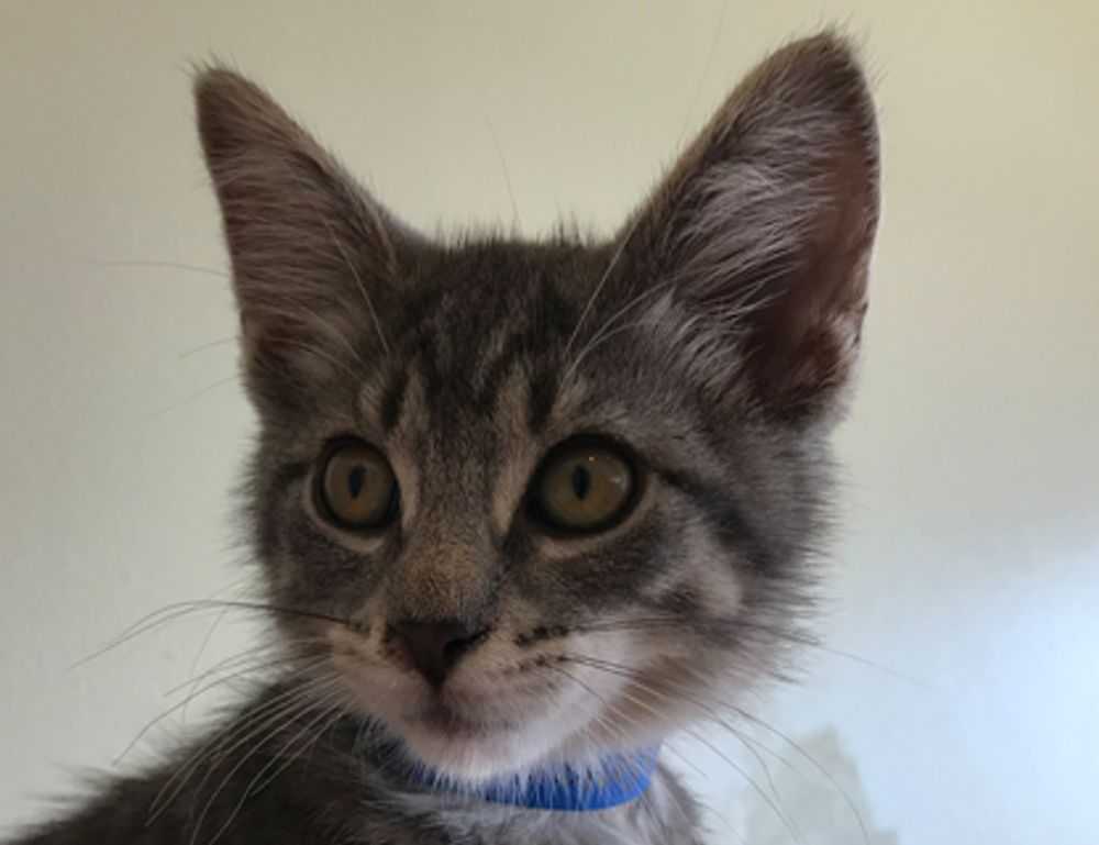 when hondingo88 patches pc