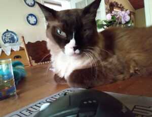 which milkweed for hingagyi